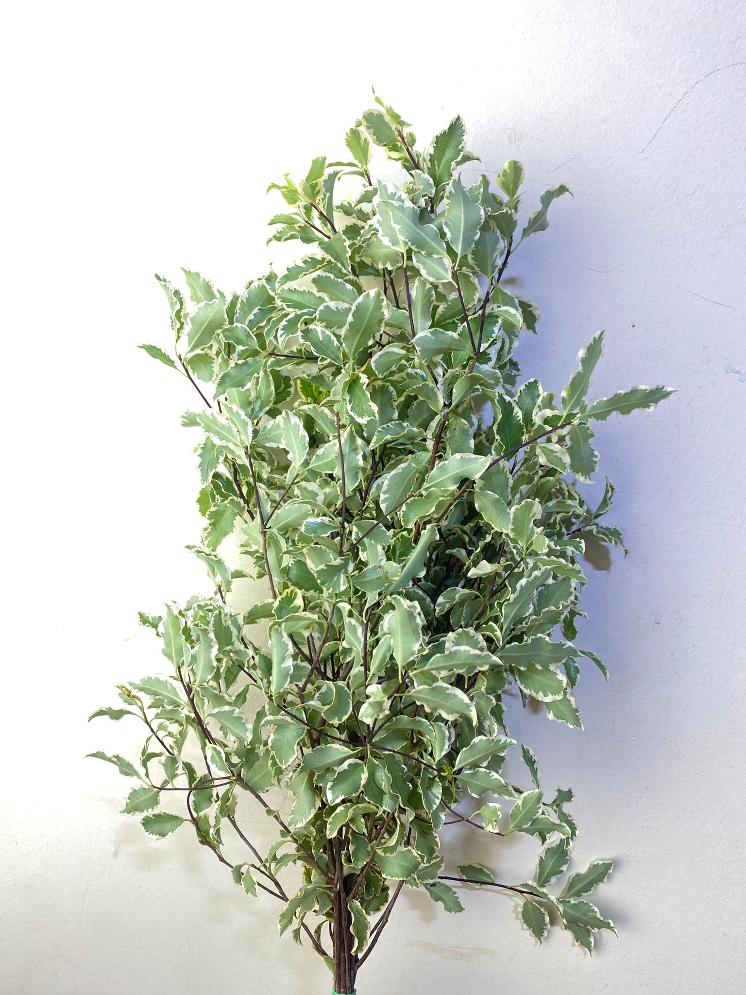 Pittosporum Small Variegated